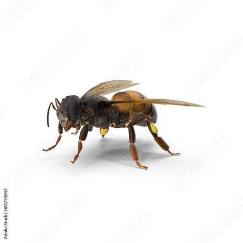 big drone bee (male honey bee) close up