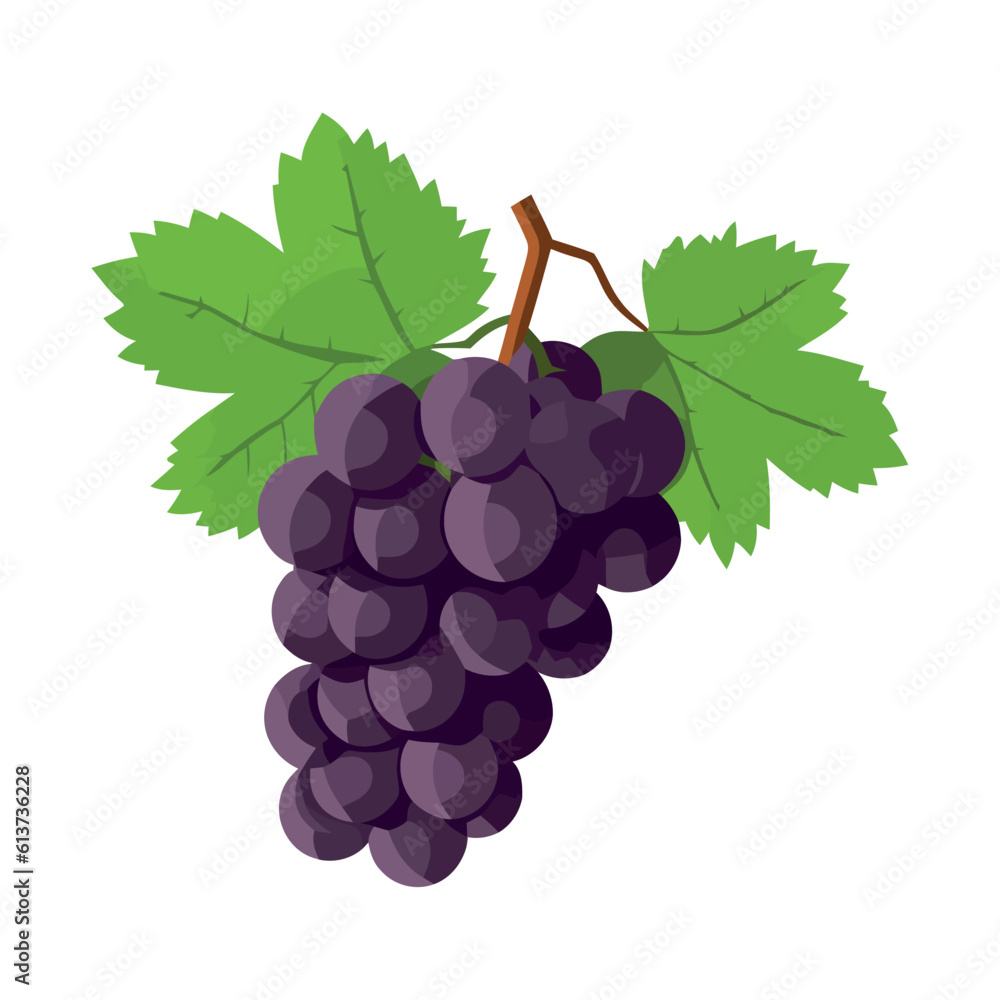 Fototapeta premium Fresh grape bunches ripe