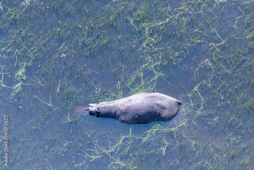 Aerial Telephoto shot of an hippopotamus that is partically submerged in the Okavango Delta Wetlands in Botswana. photo