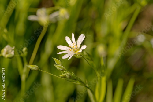 Biały leśny kwiatuszek kwitnący na polanie w lesie w majowy , słoneczny dzień .