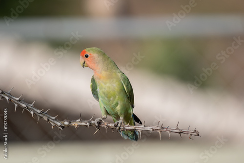 Wallpaper Mural Rosy faced lovebird on an ocotillo branch Torontodigital.ca