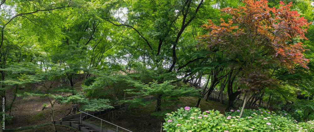 谷間の花菖蒲園の風景 谷間の花菖蒲園の風景