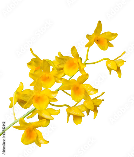 Bunch  of yellow orchid flowers