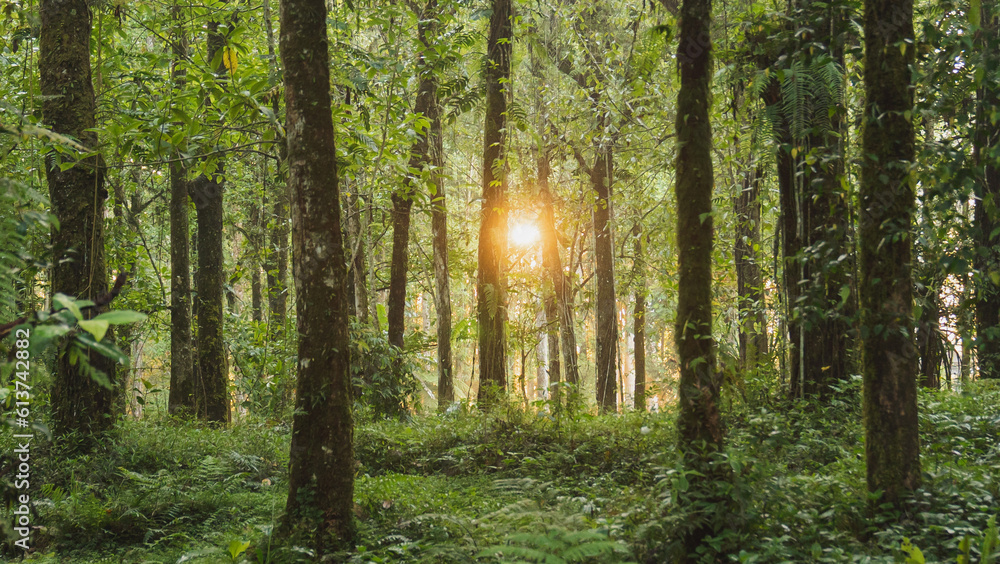 Fototapeta premium sun rays through the forest