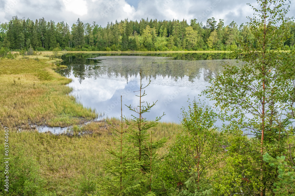View of a lake in the woods by a bog