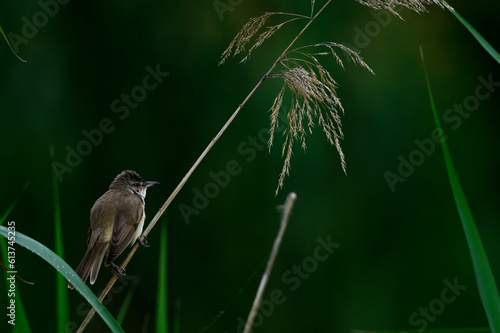 Great reed warbler // Drosselrohrsänger (Acrocephalus arundinaceus) 