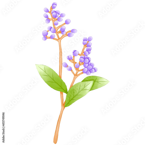 Single purple berry branch illustration © joejoestock