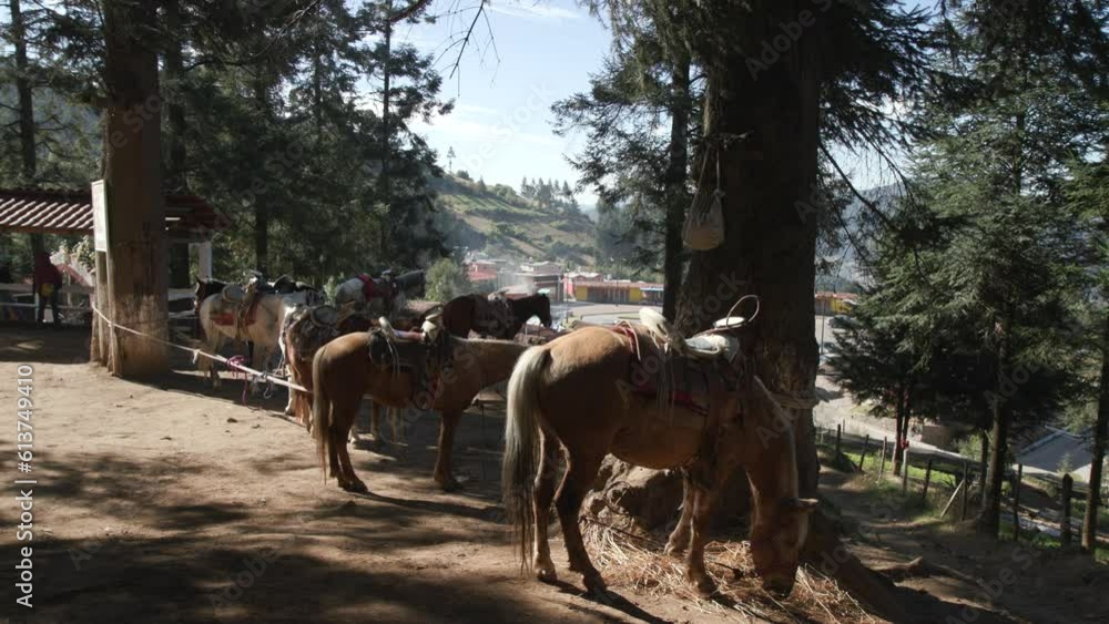 A group of donkeys lined up waiting to carry tourists along the trail of a national park in mexico. A group of donkeys lined up waiting to carry tourists along the trail of a national park in mexico.