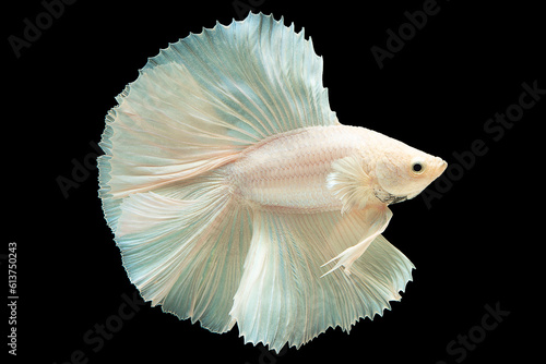 Pure white coloration of the betta fish symbolizes purity, clarity and tranquility evoking a sense of serenity and calmness, Siamese fighting fish, Bitten fish. © DSM