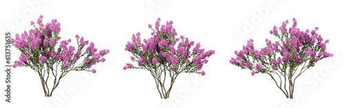 Lagerstroemia indica tree on transparent background, garden plants, outdoor plant, 3d render illustration.