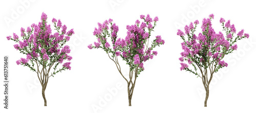 Lagerstroemia indica tree on transparent background, garden plants, outdoor plant, 3d render illustration. photo