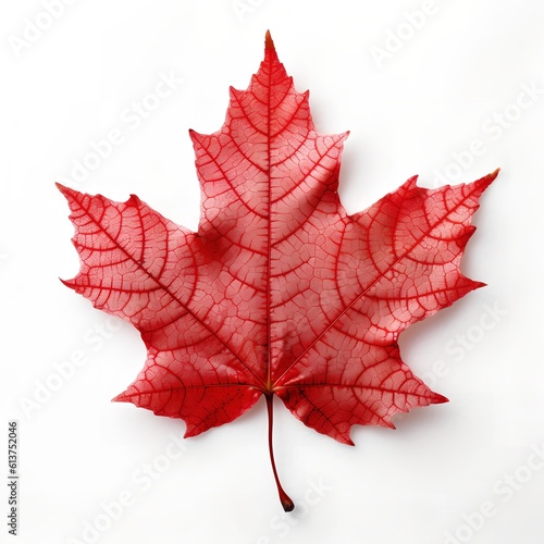 Red Maple Leaf on White Backgroud