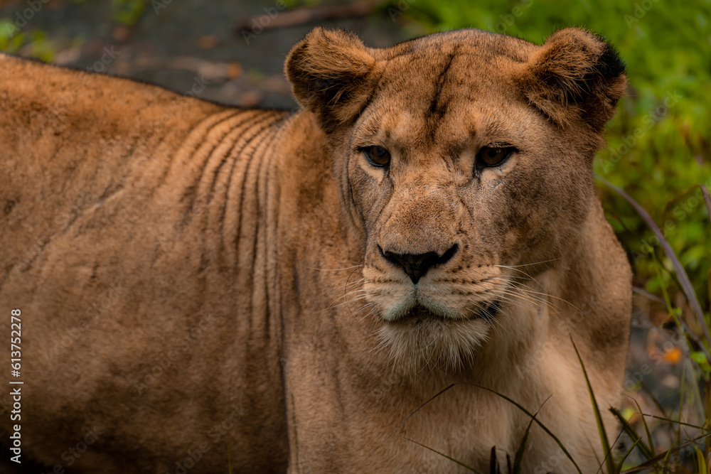 Naklejka premium Head portrait of a lioness looking at the camera, close up with copy space