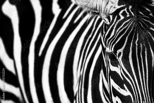 Fototapeta Naklejka Na Ścianę i Meble -  Zebra skin pattern