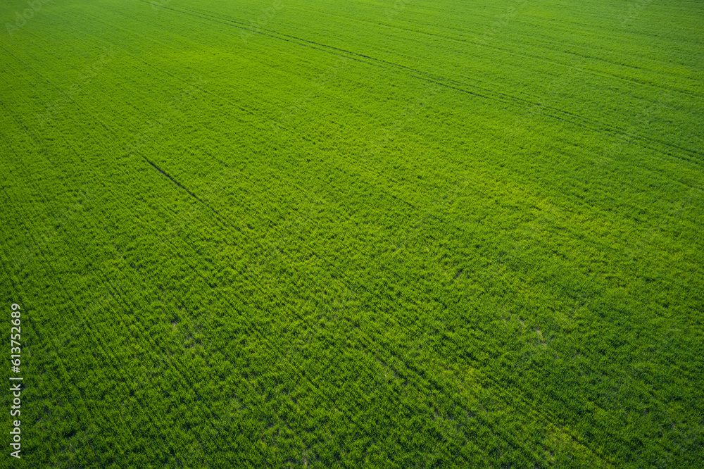 Green lawn template. Aerial view of a grass plantation. Grass meadows top view. Green lawn template. Aerial view of a grass plantation. Grass meadows top view.