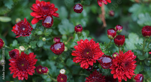 Water drops on red flower petals