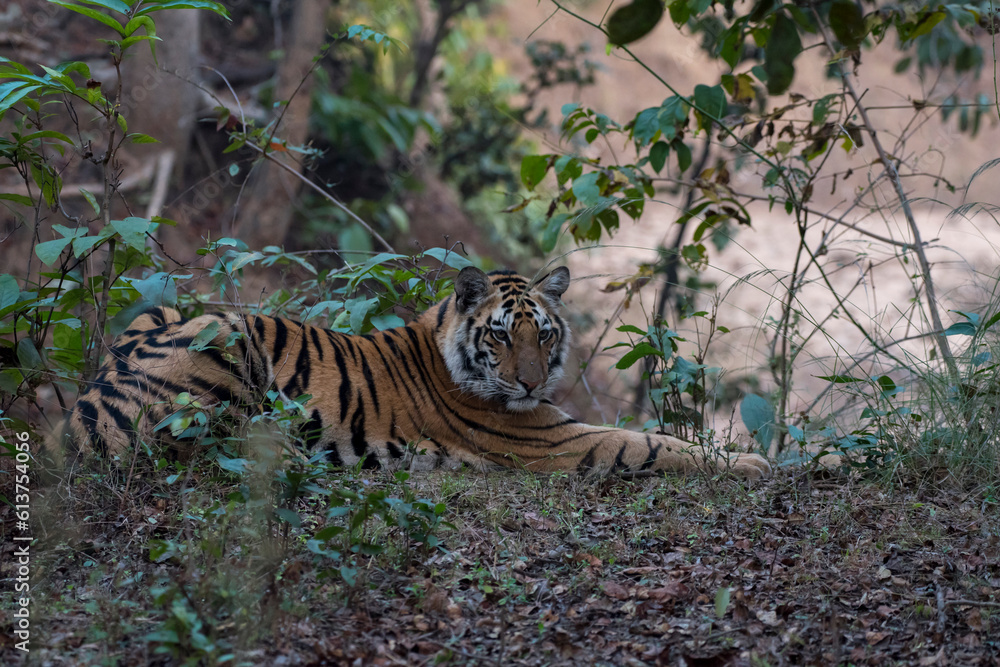 Fototapeta premium Close up of a Royal Bengal tiger resting in the grass with use of selective focus