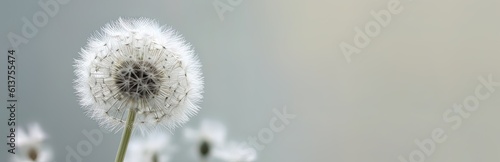 Condolence  grieving card  loss  funerals  support.  Beautiful elegant dandelion on a neutral background for sending words of support and comfort. 