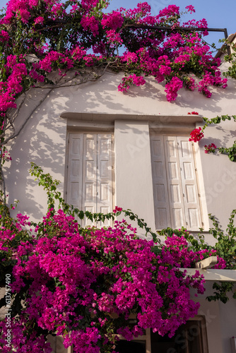 Red bougainvillea climbing on the wall of house in Rethymnon, Crete, Greece