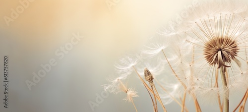 Condolence  grieving card  loss  funerals  support. Beautiful elegant dandelion on a neutral background for sending words of support and comfort.