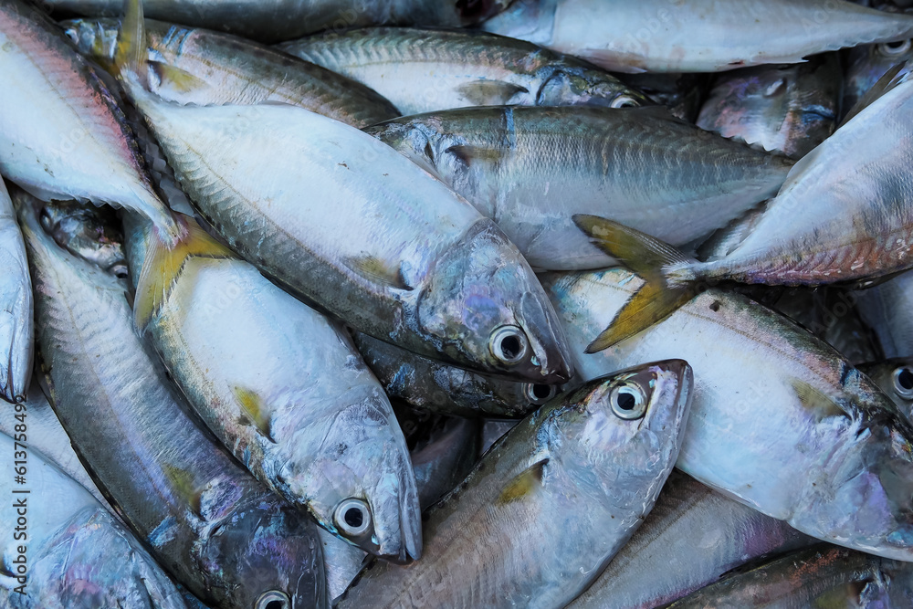 Close-up fresh mackerel fish