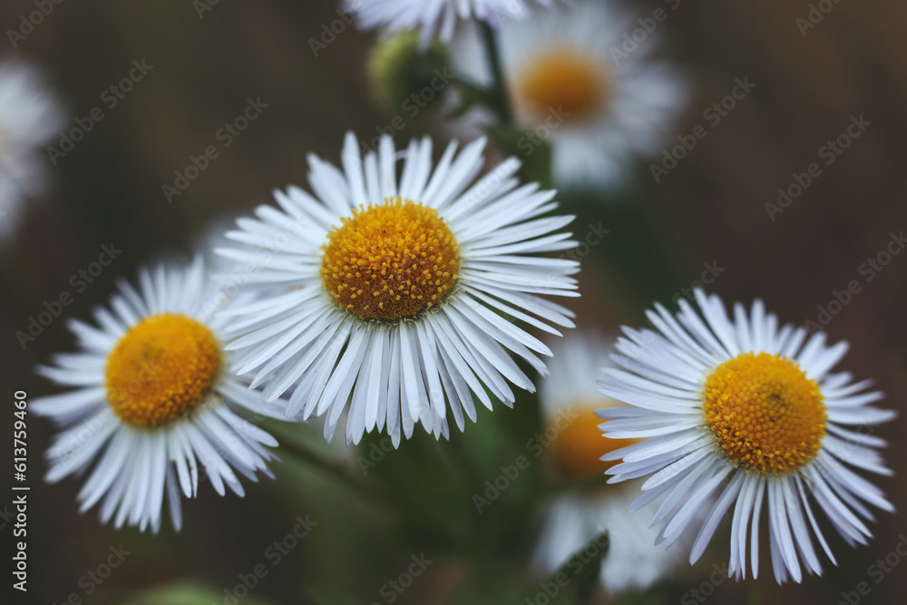 daisy fleabane Erigeron annuus in the garden daisy fleabane Erigeron annuus in the garden