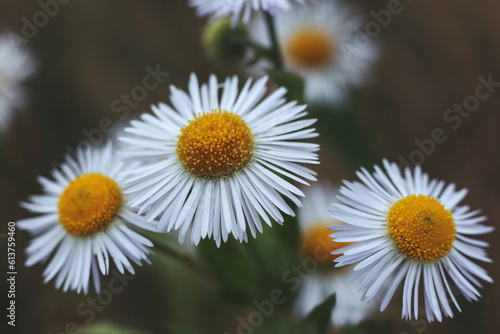 daisy fleabane Erigeron annuus in the garden