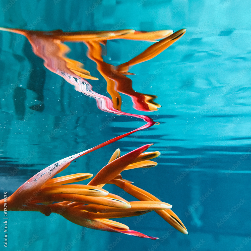 Underwater picture of plants and flowers