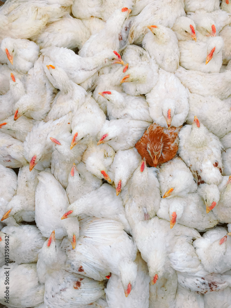Pack of broiler chickens in a cage for sale