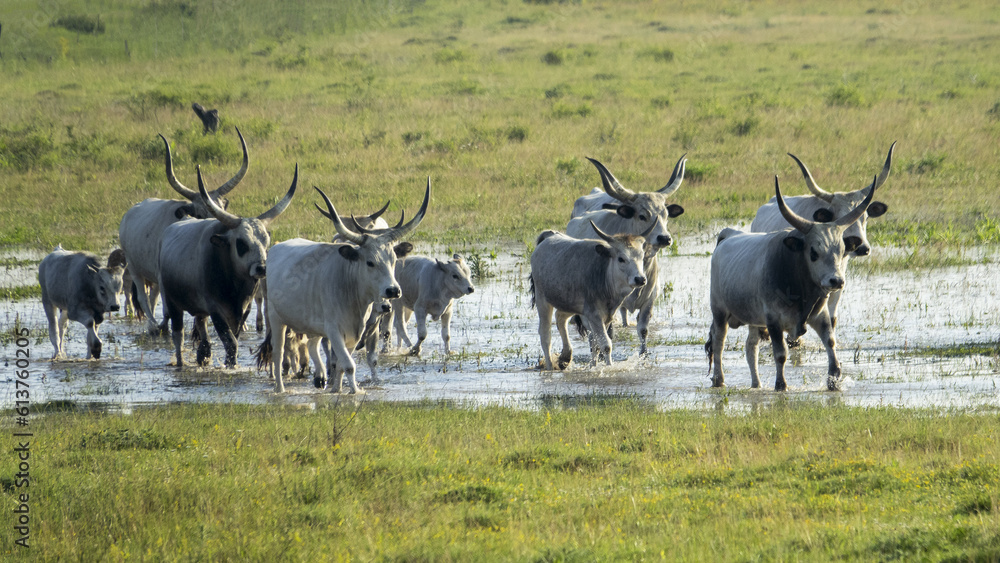 Hungarian cattle live semi-wild in nature reserves, where they have replaced the original megafauna in Europe. Hungarian cattle live semi-wild in nature reserves, where they have replaced the original megafauna in Europe.