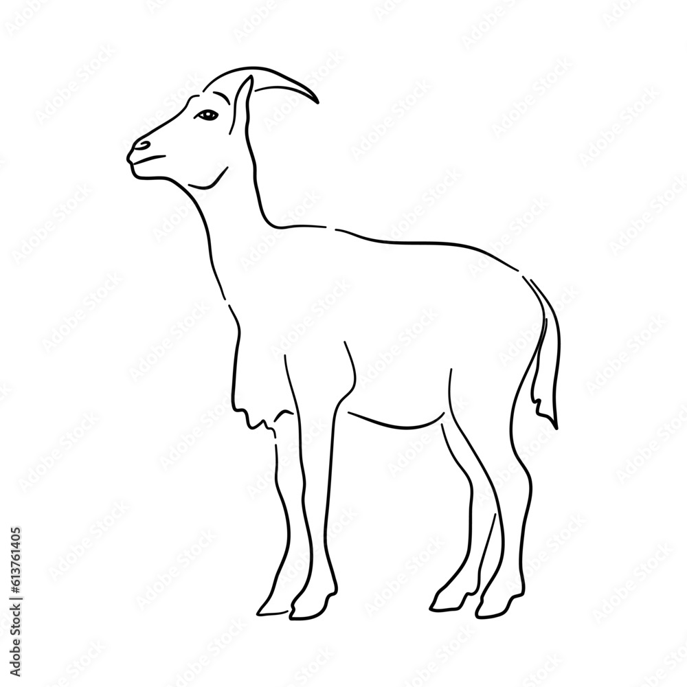 Goat illustration in hand drawn design. Vector.