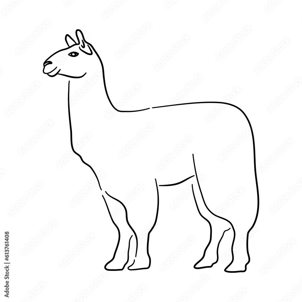 Llama illustration in hand drawn design. Vector.