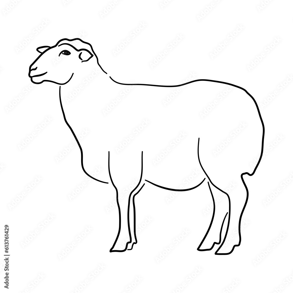 Sheep illustration in hand drawn design. Vector. Sheep illustration in hand drawn design. Vector.