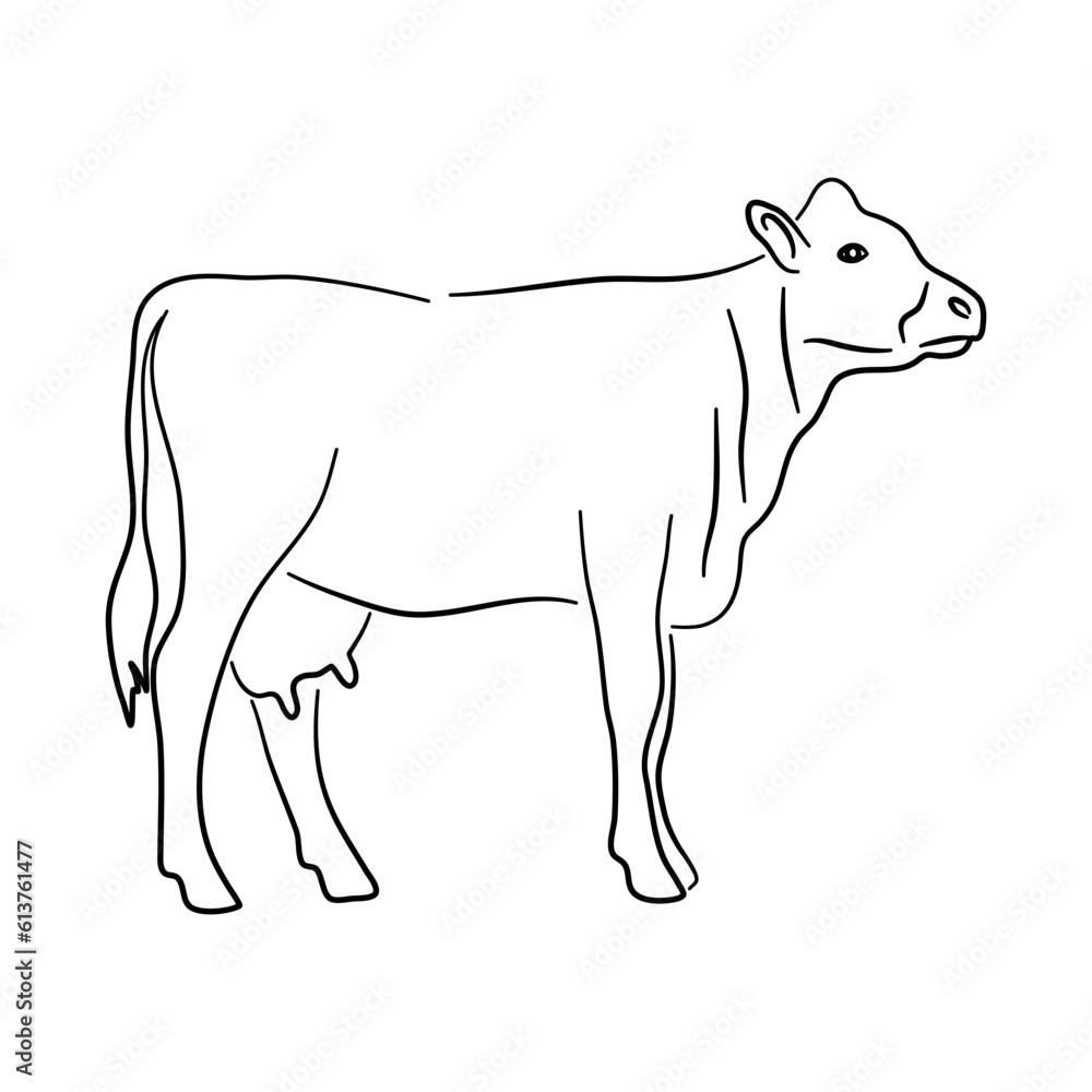 Hand drawn illustration of a Cow. Vector isolated on a white background.