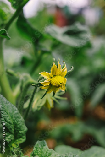 tomato plant flower in spring closeup in vegetable garden