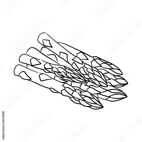 Sketchy black icon of Asparagus vegetable. Hand-drawn doodle style. Vector illustration.