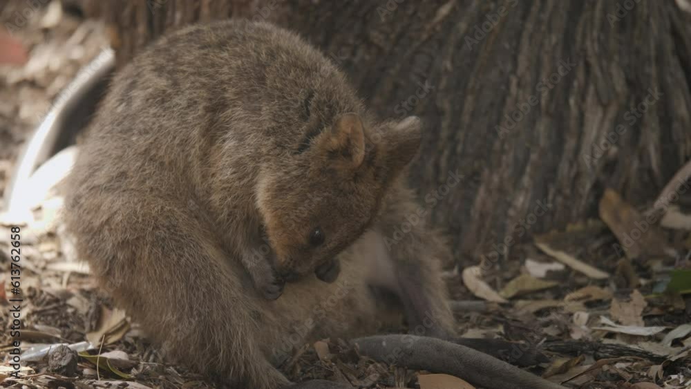 Rottnest Island Perth Western Australia Quokka 4K. Rottnest Island Perth Western Australia Quokka 4K.