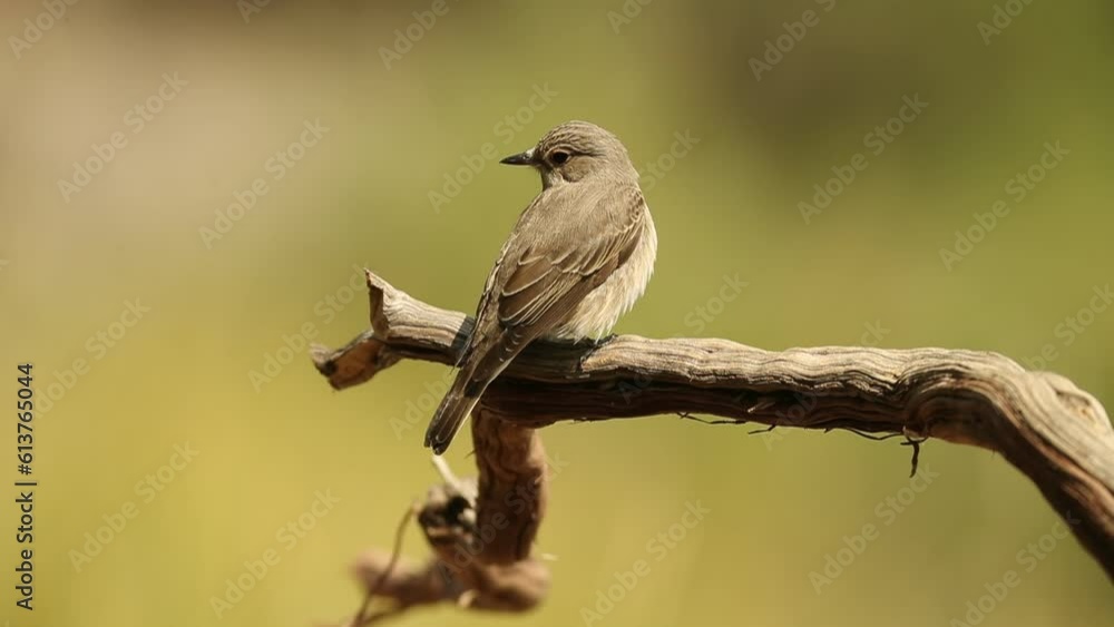 Spotted flycatcher with the first light of day in an oak and pine forest near a natural water point Spotted flycatcher with the first light of day in an oak and pine forest near a natural water point