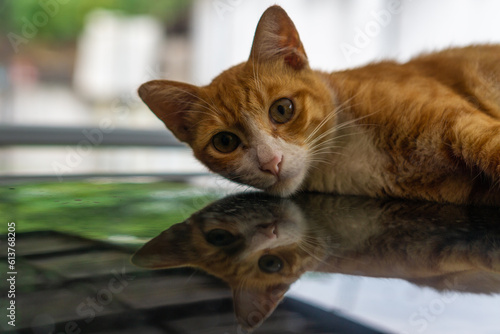 Sleepy Cat Lying On the Roof of a Car Staring at the Camera