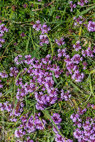 Looking down at pretty wild thyme flowers in the summer sunshine