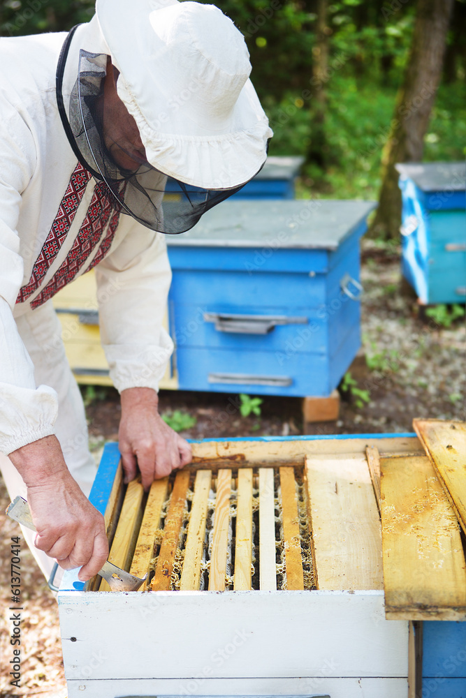 Beekeeper is working with bees and beehives on the apiary. Beekeeping. Apiculture. Beekeeper is working with bees and beehives on the apiary. Beekeeping. Apiculture.