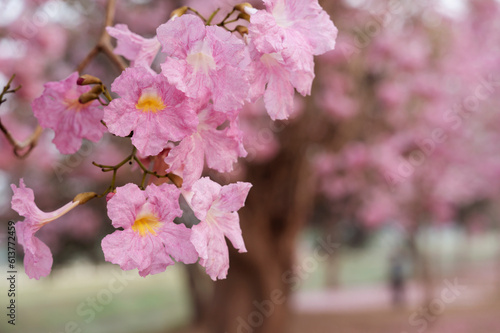 Beautiful pink trumpet plant in the garden on blurred bokeh background.
