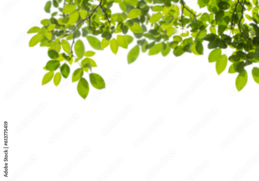 green leaves upper border frame background png 