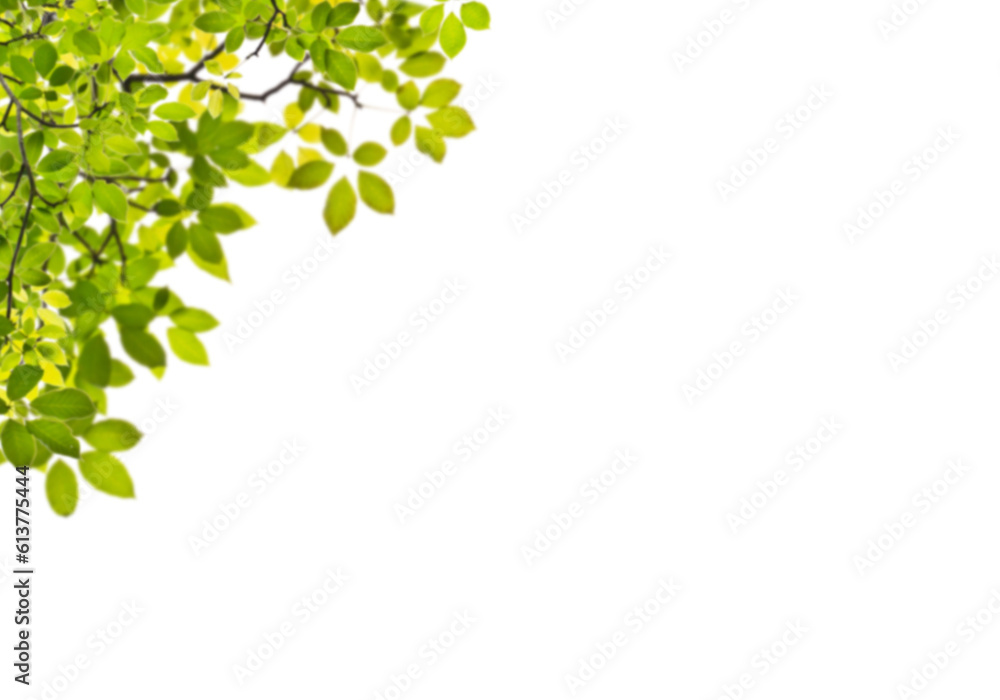 Botany green leaves tree branches frame on white background Botany green leaves tree branches frame on white background