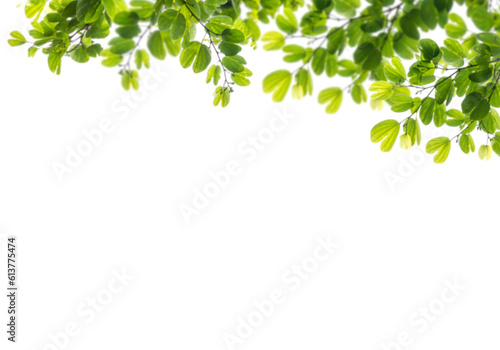 green leaves png frame isolated on white