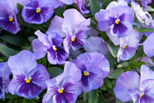 Purple Violet Pansies  Tricolor Viola Close up  Flowerbed with Viola Flowers  Heartsease  Johnny Jump