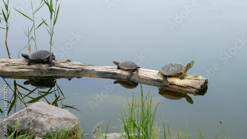 Three red-eared turtles (red-eared slider or red-eared terrapin (Trachemys scripta elegans)) sit on the same log that floats in the lake
