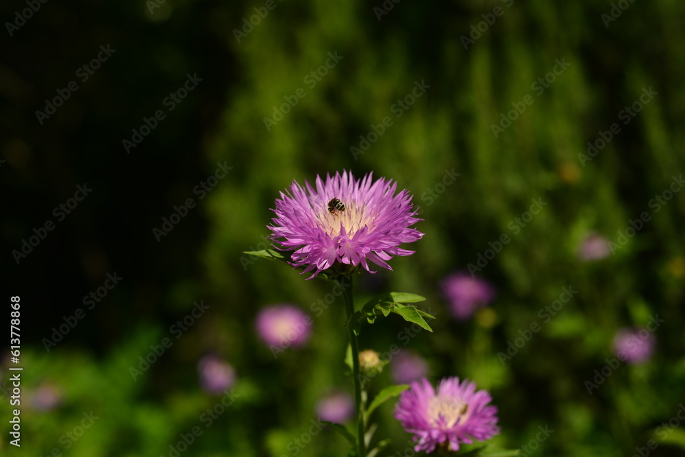 Purple and white cornflower flower with a bee. Selective focus Purple and white cornflower flower with a bee. Selective focus