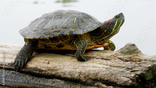 A red-eared tortoise (red-eared slider or red-eared terrapin (Trachemys scripta elegans)) sits on a log floating in the lake photo