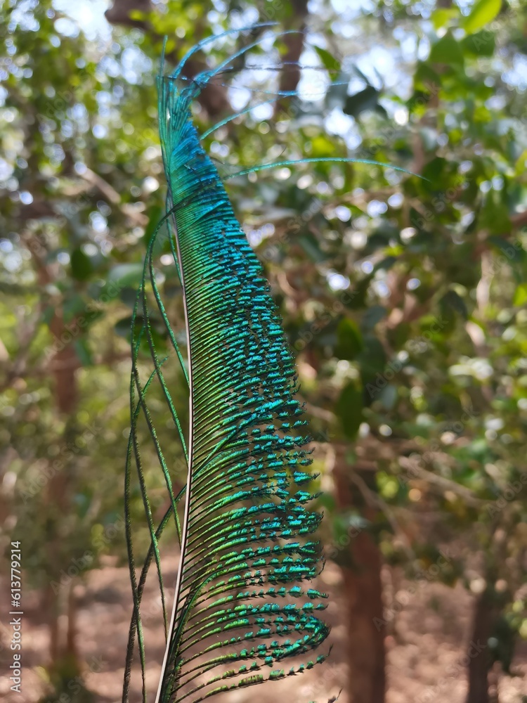 Naklejka premium peacock with feathers